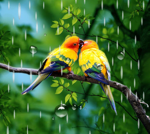 Rainy Bird Live Wallpaper