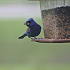 Blue Grosbeak