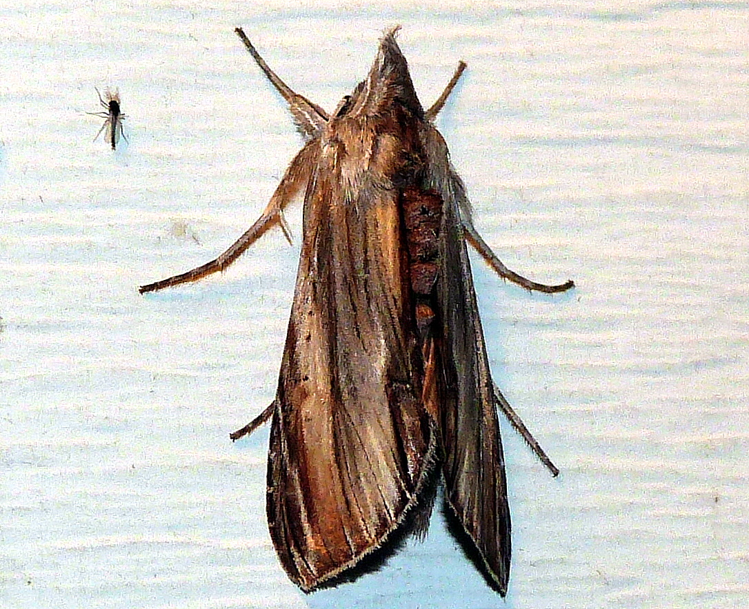 Brown-hooded Owlet Moth