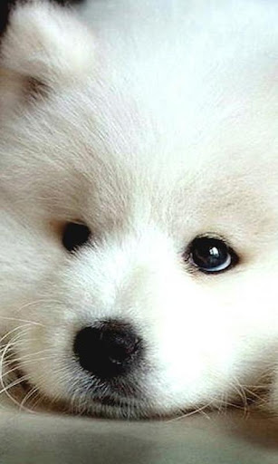 Samoyed Wallpapers