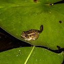 Pickerel Frog (metamorph)