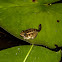Pickerel Frog (metamorph)