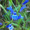 Blue lobelia