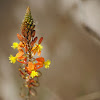 Bulbine