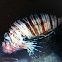 Pterios (Lion fish)