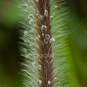 Morning dews by Taufique Rahman - Nature Up Close Other plants
