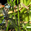 paddletail darners(dragonfly) mating