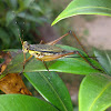 Common Bush Cricket (♀)