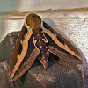 Bedstraw Hawk Moth