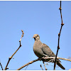 Eared Dove (juvenile)