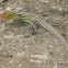 lagartija - whiptail lizard