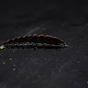 Firefly larvae