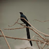 Long tailed glossy starling