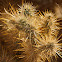 Golden-Spined Cholla