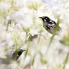 New Holland Honeyeater