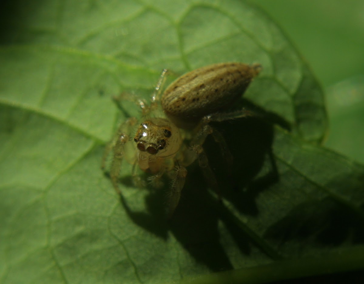 Jumping Spider, female