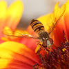 Marmalade Hoverfly