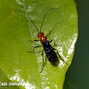 Braconid wasp