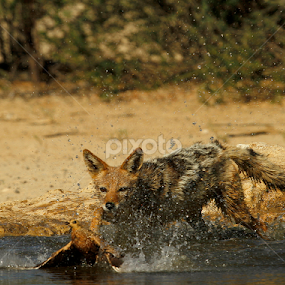 The hunt is on by Gerhard Strydom - Animals Other Mammals