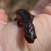 Zig-zag salamander - lead phase