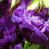 Purple Carnation