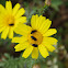 Garland chrysanthemum (Χρυσάνθεμο το στεφανωματικό)