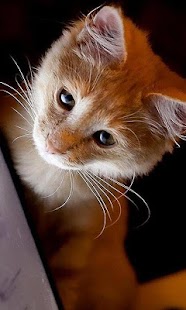 How to download Kittens Wallpapers lastet apk for pc