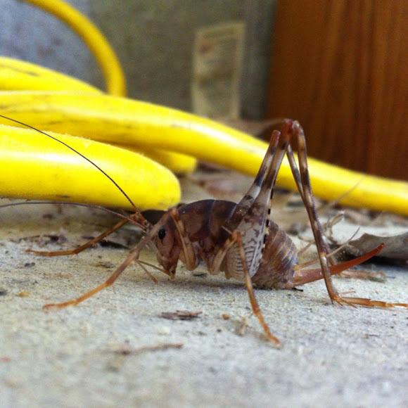 Japanese camel cricket Project Noah