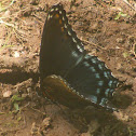 Red-spotted Purple