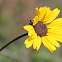 California brittlebush