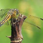 Blue Dasher (Female) Dragonfly