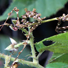 Plant mimic mantis nymph
