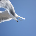 Common Gull