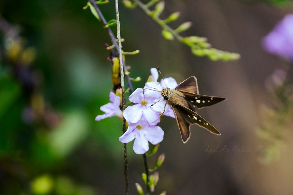 Yellow Swift