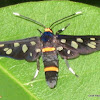 Nine-spotted Moth