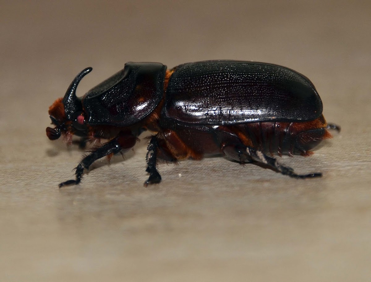 Asiatic/coconut rhinoceros beetle