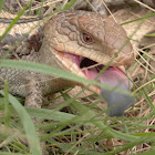 Blotched blue-tongued lizard