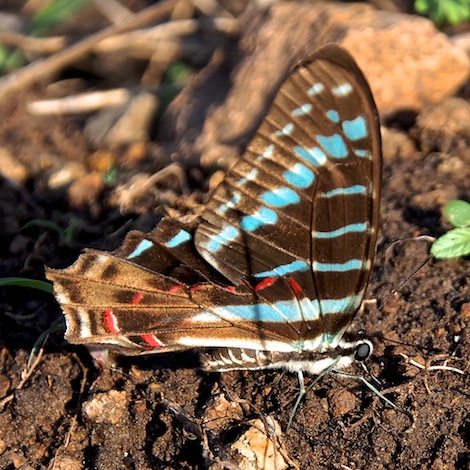 Mamba Swordtail