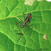Nymph of the Banded Assassin Bug
