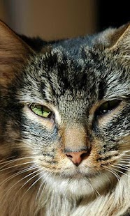 How to download Siberian Cat Wallpapers patch 1.0 apk for bluestacks