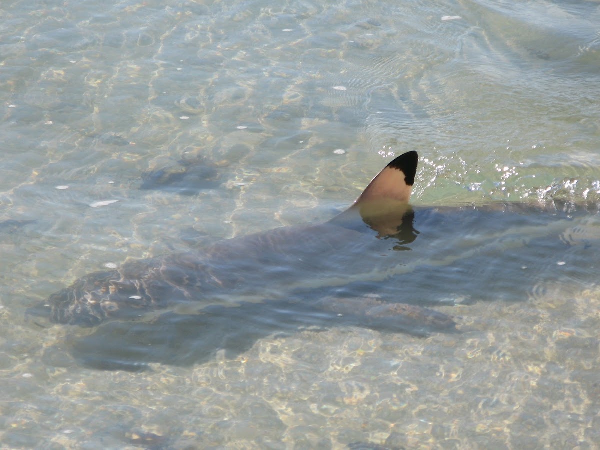 Black-tip reef shark