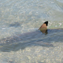 Black-tip reef shark