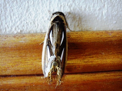 Bush Tailed Moth