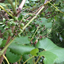 Muscadine grape vine