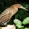 Tiger Heron