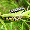 Wanderer (Monarch) Butterfly caterpillars
