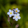 Wood forget me not