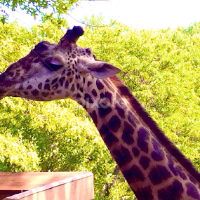 Portrait of a Giraffe by Bridget Wegrzyn - Animals Other