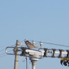 House Sparrow (Male)