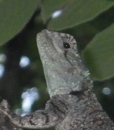 Southern Tree Agama (Female)